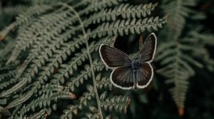 Preview wallpaper butterfly, wings, fern, leaves