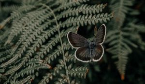 Preview wallpaper butterfly, wings, fern, leaves