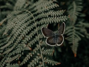 Preview wallpaper butterfly, wings, fern, leaves