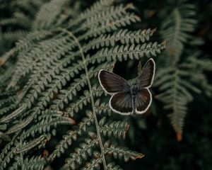 Preview wallpaper butterfly, wings, fern, leaves
