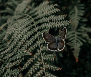 Preview wallpaper butterfly, wings, fern, leaves