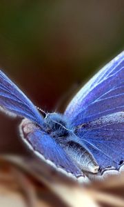 Preview wallpaper butterfly, wings, flap, patterns