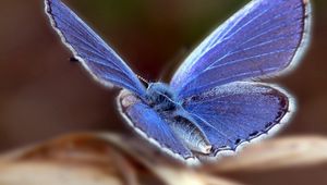 Preview wallpaper butterfly, wings, flap, patterns