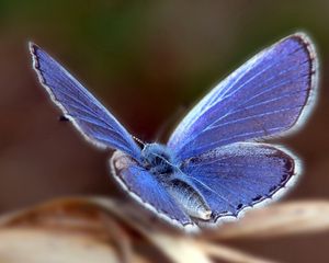 Preview wallpaper butterfly, wings, flap, patterns