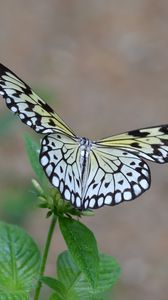 Preview wallpaper butterfly, wings, flapping, plant