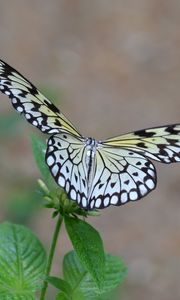 Preview wallpaper butterfly, wings, flapping, plant