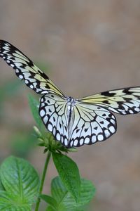 Preview wallpaper butterfly, wings, flapping, plant