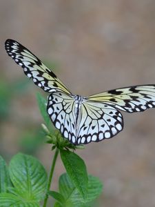 Preview wallpaper butterfly, wings, flapping, plant