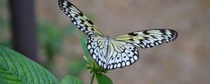 Preview wallpaper butterfly, wings, flapping, plant