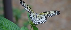 Preview wallpaper butterfly, wings, flapping, plant