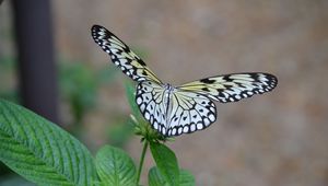 Preview wallpaper butterfly, wings, flapping, plant