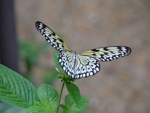 Preview wallpaper butterfly, wings, flapping, plant