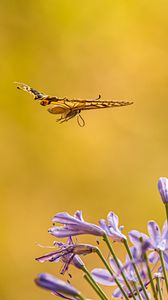 Preview wallpaper butterfly, wings, flight, flowers, yellow