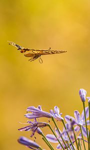 Preview wallpaper butterfly, wings, flight, flowers, yellow