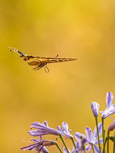 Preview wallpaper butterfly, wings, flight, flowers, yellow