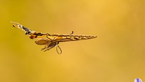 Preview wallpaper butterfly, wings, flight, flowers, yellow