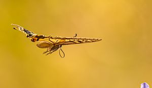 Preview wallpaper butterfly, wings, flight, flowers, yellow