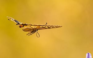 Preview wallpaper butterfly, wings, flight, flowers, yellow