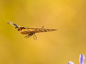 Preview wallpaper butterfly, wings, flight, flowers, yellow