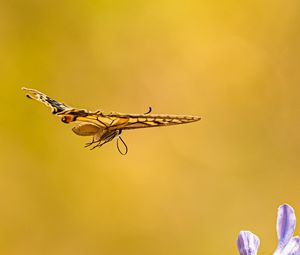 Preview wallpaper butterfly, wings, flight, flowers, yellow