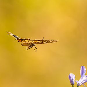 Preview wallpaper butterfly, wings, flight, flowers, yellow