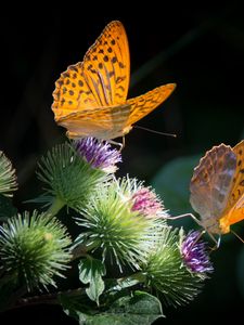 Preview wallpaper butterfly, wings, flower