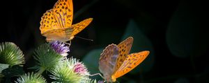 Preview wallpaper butterfly, wings, flower