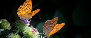 Preview wallpaper butterfly, wings, flower