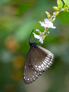 Preview wallpaper butterfly, wings, flower, macro, black