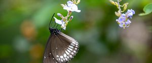Preview wallpaper butterfly, wings, flower, macro, black