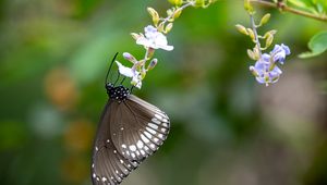 Preview wallpaper butterfly, wings, flower, macro, black