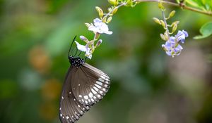 Preview wallpaper butterfly, wings, flower, macro, black