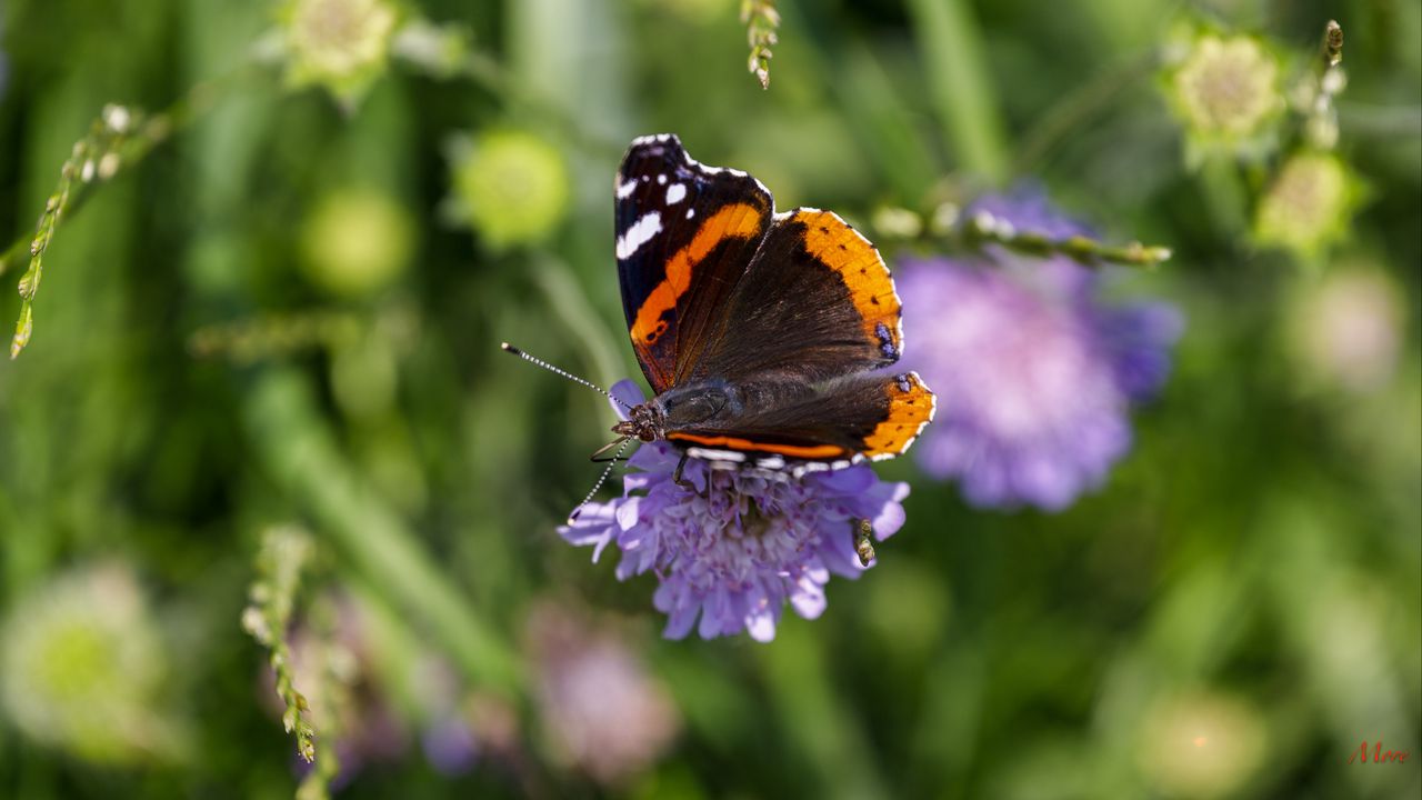 Wallpaper butterfly, wings, flower, macro, wildlife