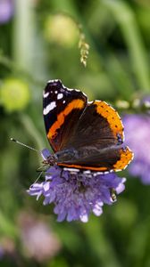 Preview wallpaper butterfly, wings, flower, macro, wildlife