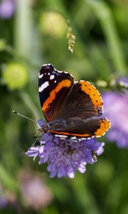 Preview wallpaper butterfly, wings, flower, macro, wildlife