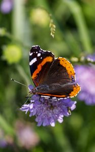 Preview wallpaper butterfly, wings, flower, macro, wildlife