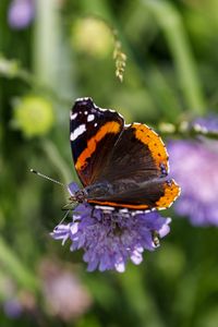 Preview wallpaper butterfly, wings, flower, macro, wildlife