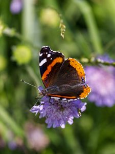 Preview wallpaper butterfly, wings, flower, macro, wildlife