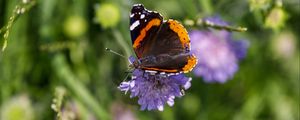 Preview wallpaper butterfly, wings, flower, macro, wildlife