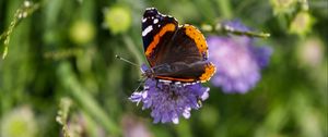 Preview wallpaper butterfly, wings, flower, macro, wildlife