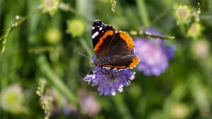 Preview wallpaper butterfly, wings, flower, macro, wildlife