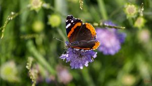 Preview wallpaper butterfly, wings, flower, macro, wildlife