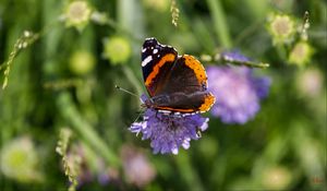 Preview wallpaper butterfly, wings, flower, macro, wildlife