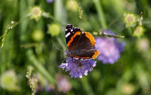 Preview wallpaper butterfly, wings, flower, macro, wildlife