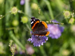 Preview wallpaper butterfly, wings, flower, macro, wildlife