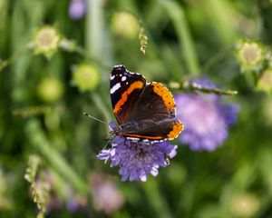 Preview wallpaper butterfly, wings, flower, macro, wildlife