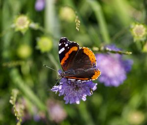 Preview wallpaper butterfly, wings, flower, macro, wildlife