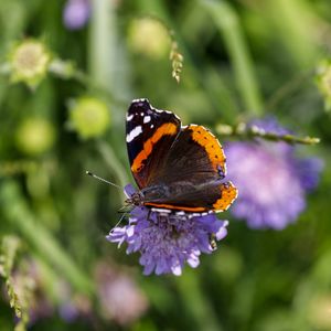 Preview wallpaper butterfly, wings, flower, macro, wildlife