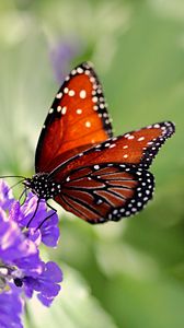 Preview wallpaper butterfly, wings, flower, pattern