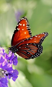Preview wallpaper butterfly, wings, flower, pattern